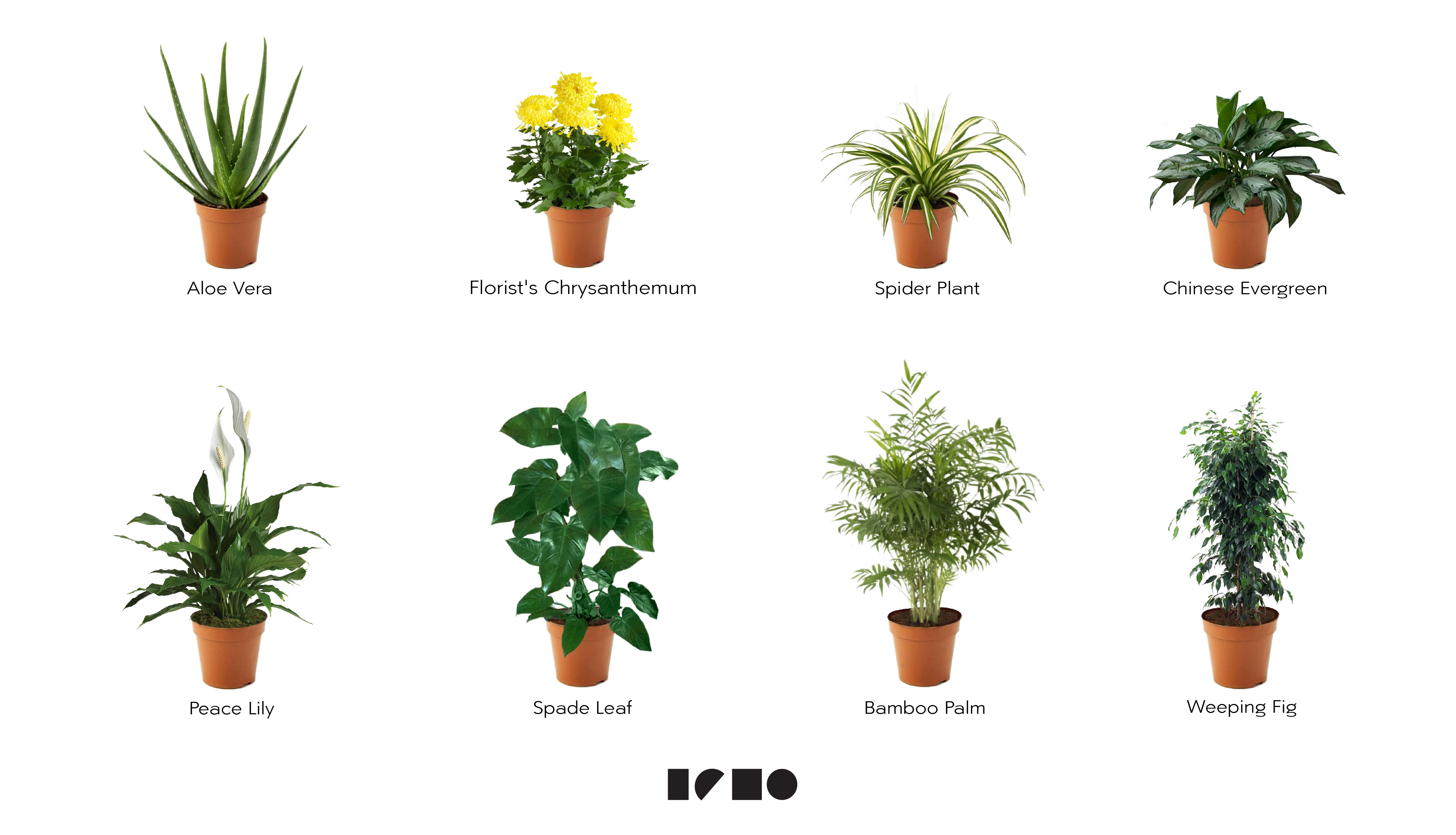 air purifying plants in subtropical regions